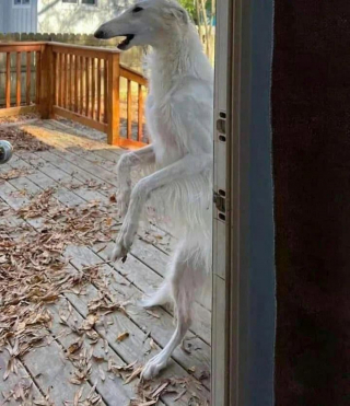 Illustration de l'article : 20 photos splendides de Barzoïs, lévriers aussi grâcieux qu'athlétiques