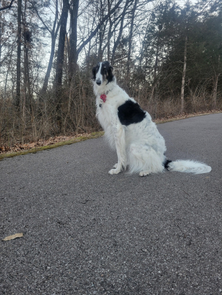 Illustration de l'article : 20 photos splendides de Barzoïs, lévriers aussi grâcieux qu'athlétiques