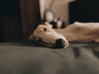 Illustration de l'article : 20 photos splendides de Barzoïs, lévriers aussi grâcieux qu'athlétiques