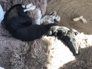 Illustration de l'article : 20 photos splendides de Barzoïs, lévriers aussi grâcieux qu'athlétiques