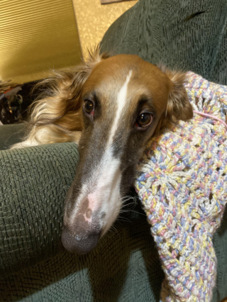 Illustration de l'article : 20 photos splendides de Barzoïs, lévriers aussi grâcieux qu'athlétiques