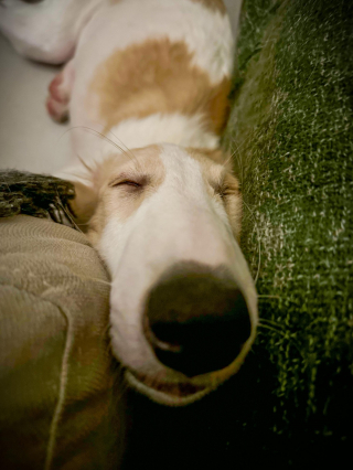 Illustration de l'article : 20 photos splendides de Barzoïs, lévriers aussi grâcieux qu'athlétiques