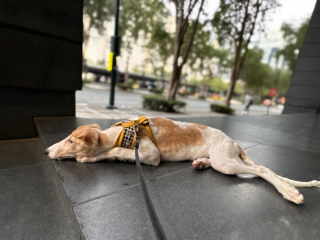 Illustration de l'article : 20 photos splendides de Barzoïs, lévriers aussi grâcieux qu'athlétiques