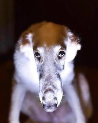 Illustration de l'article : 20 photos splendides de Barzoïs, lévriers aussi grâcieux qu'athlétiques