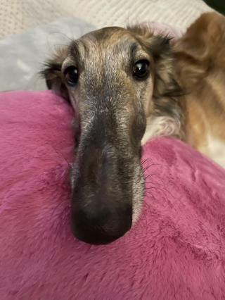 Illustration de l'article : 20 photos splendides de Barzoïs, lévriers aussi grâcieux qu'athlétiques