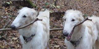Illustration de l'article : 20 photos splendides de Barzoïs, lévriers aussi grâcieux qu'athlétiques
