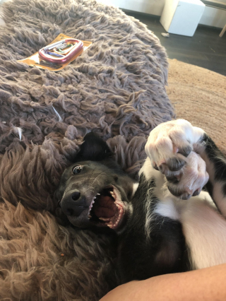 Illustration de l'article : 20 photos splendides de Barzoïs, lévriers aussi grâcieux qu'athlétiques