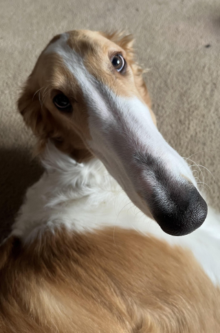 Illustration de l'article : 20 photos splendides de Barzoïs, lévriers aussi grâcieux qu'athlétiques