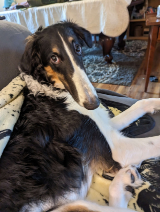 Illustration de l'article : 20 photos splendides de Barzoïs, lévriers aussi grâcieux qu'athlétiques