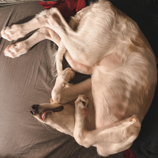 Illustration de l'article : 20 photos splendides de Barzoïs, lévriers aussi grâcieux qu'athlétiques