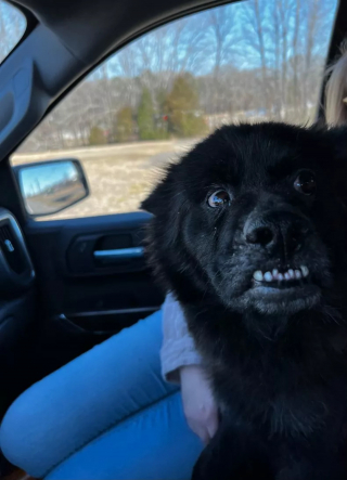 Illustration de l'article : Son histoire devenue virale, une chienne de refuge aux allures de "chauve-souris" peut en écrire une nouvelle page