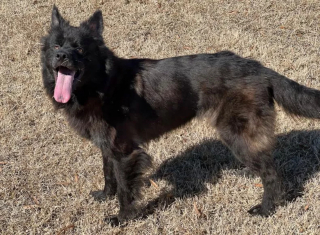 Illustration de l'article : Son histoire devenue virale, une chienne de refuge aux allures de "chauve-souris" peut en écrire une nouvelle page