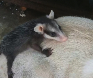 Illustration de l'article : Une chatte adopte un bébé d’une autre espèce et rentre chez elle avec le petit sur son dos