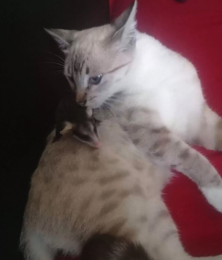 Illustration de l'article : Une chatte adopte un bébé d’une autre espèce et rentre chez elle avec le petit sur son dos