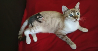 Illustration de l'article : Une chatte adopte un bébé d’une autre espèce et rentre chez elle avec le petit sur son dos