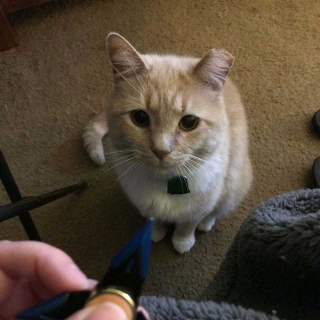 Illustration de l'article : Vidéo : Un chat un peu trop curieux se retrouve piégé chez un de ses voisins