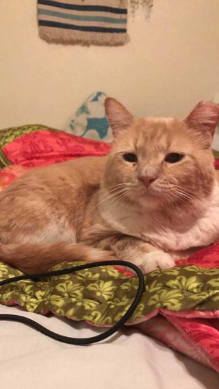 Illustration de l'article : Vidéo : Un chat un peu trop curieux se retrouve piégé chez un de ses voisins