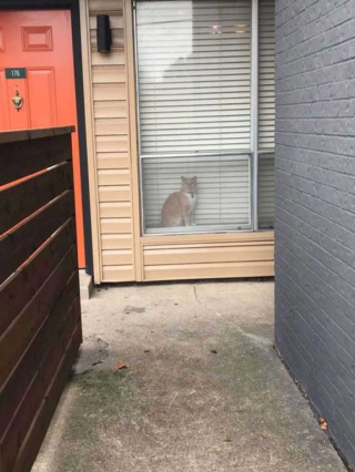 Illustration de l'article : Vidéo : Un chat un peu trop curieux se retrouve piégé chez un de ses voisins