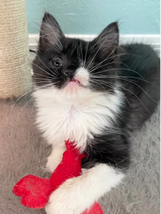 Illustration de l'article : Malgré ses lourds problèmes de santé, Bug est la plus tenace de ses congénères !