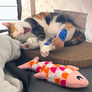 Illustration de l'article : Catit innove en utilisant la réalité augmentée pour aider les propriétaires à aménager un espace dédié à leur chat