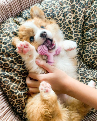 Illustration de l'article : 20 photos resplendissantes de Baby, Corgi à la bonne humeur communicative