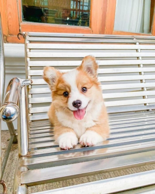 Illustration de l'article : 20 photos resplendissantes de Baby, Corgi à la bonne humeur communicative