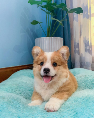 Illustration de l'article : 20 photos resplendissantes de Baby, Corgi à la bonne humeur communicative