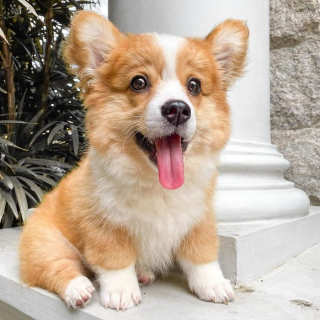 Illustration de l'article : 20 photos resplendissantes de Baby, Corgi à la bonne humeur communicative