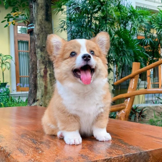 Illustration de l'article : 20 photos resplendissantes de Baby, Corgi à la bonne humeur communicative