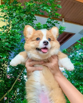 Illustration de l'article : 20 photos resplendissantes de Baby, Corgi à la bonne humeur communicative