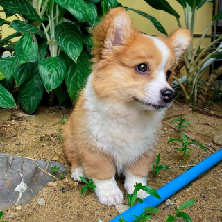 Illustration de l'article : 20 photos resplendissantes de Baby, Corgi à la bonne humeur communicative