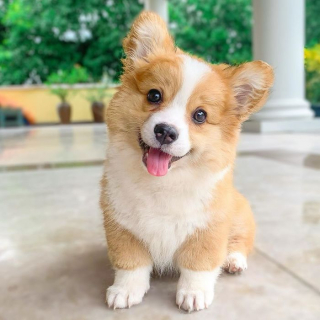Illustration de l'article : 20 photos resplendissantes de Baby, Corgi à la bonne humeur communicative