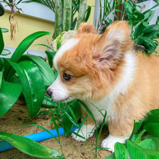 Illustration de l'article : 20 photos resplendissantes de Baby, Corgi à la bonne humeur communicative
