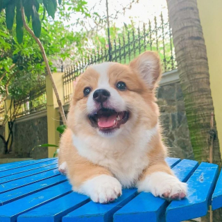 Illustration de l'article : 20 photos resplendissantes de Baby, Corgi à la bonne humeur communicative