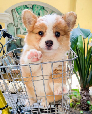 Illustration de l'article : 20 photos resplendissantes de Baby, Corgi à la bonne humeur communicative