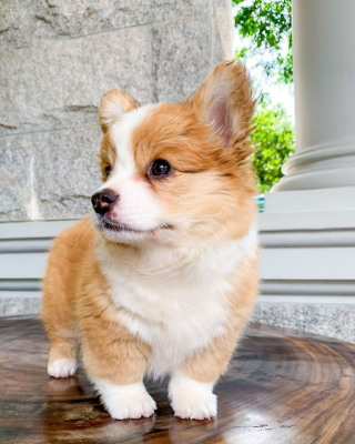 Illustration de l'article : 20 photos resplendissantes de Baby, Corgi à la bonne humeur communicative