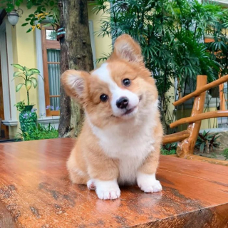 Illustration de l'article : 20 photos resplendissantes de Baby, Corgi à la bonne humeur communicative