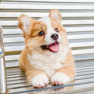 Illustration de l'article : 20 photos resplendissantes de Baby, Corgi à la bonne humeur communicative