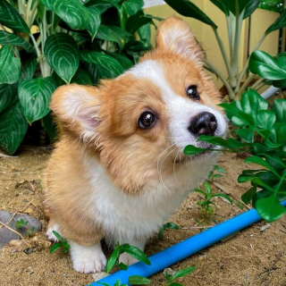 Illustration de l'article : 20 photos resplendissantes de Baby, Corgi à la bonne humeur communicative