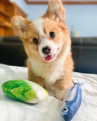 Illustration de l'article : 20 photos resplendissantes de Baby, Corgi à la bonne humeur communicative