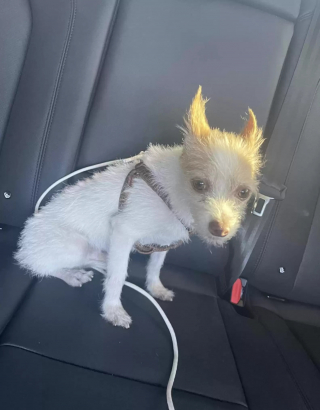 Illustration de l'article : Un petit chien abandonné demande à manger à un policier, mais obtient bien plus que de la nourriture