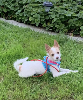 Illustration de l'article : Un petit chien abandonné demande à manger à un policier, mais obtient bien plus que de la nourriture