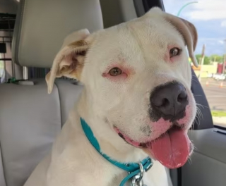 Illustration de l'article : Une chienne errante blessée par un porc-épic mobilise la communauté à 2 reprises pour la sauver