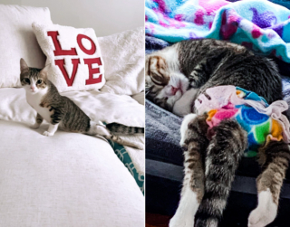 Illustration de l'article : La vie palpitante d'Aoife, chatte paralysée que rien n'arrête, inspire des milliers d'internautes sur les réseaux sociaux