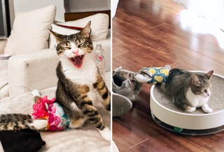 Illustration de l'article : La vie palpitante d'Aoife, chatte paralysée que rien n'arrête, inspire des milliers d'internautes sur les réseaux sociaux