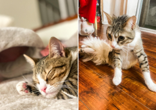 Illustration de l'article : La vie palpitante d'Aoife, chatte paralysée que rien n'arrête, inspire des milliers d'internautes sur les réseaux sociaux