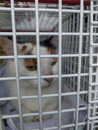 Illustration de l'article : Un promeneur découvre une chatte transie de froid et de peur, enfermée dans sa caisse de transport