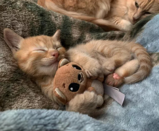 Illustration de l'article : 14 photos montrant qu'on n'est jamais au bout de ses surprises avec les chats