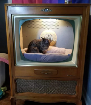 Illustration de l'article : 14 photos montrant qu'on n'est jamais au bout de ses surprises avec les chats