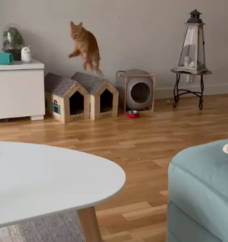 Illustration de l'article : 14 photos montrant qu'on n'est jamais au bout de ses surprises avec les chats